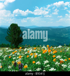 Prairie alpine sur l'Seminsky passent, les montagnes de l'Altaï, en Sibérie, Fédération de Russie Banque D'Images