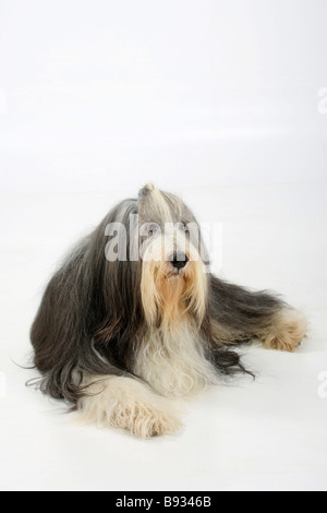 Bearded Collie 11 ans Banque D'Images