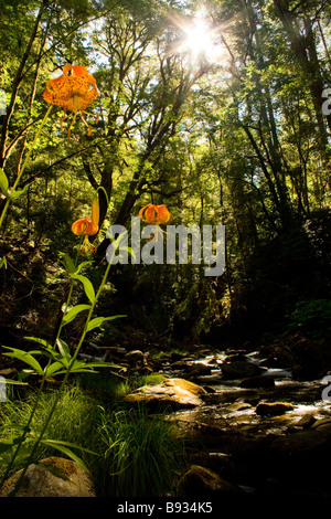 Tiger Lilly on Elder Creek Banque D'Images