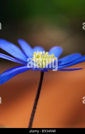 Anemone blanda. Windflower hiver contre un pot en terre cuite. arrière-plan uk Banque D'Images