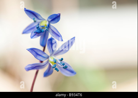 Scilla siberica. Fleurs de Sibérie squill contre fond clair. UK Banque D'Images