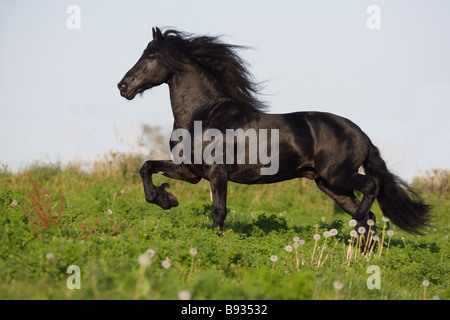 Cheval frison. Étalon noir trottant sur un pré Banque D'Images