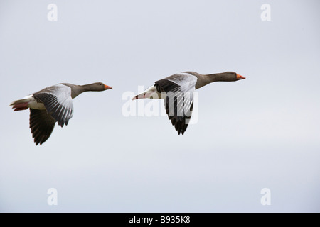 Gray Goose anser Anatidae Lag Ariser Banque D'Images
