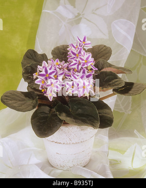 Ionantha-Hybride Saintpaulia / violette africaine Banque D'Images