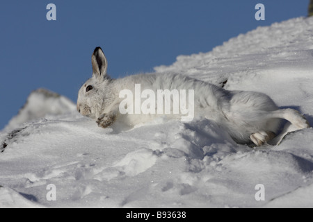 Lièvre Lepus timidus rouler dans la neige en hiver Banque D'Images