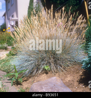 Festuca glauca fétuque bleue / Banque D'Images