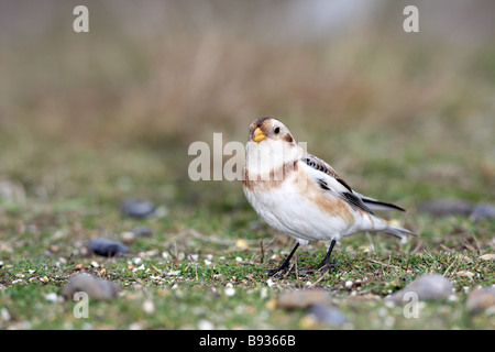 Bruant des neiges Plectrophenax nivalis au winter station d'alimentation dans la région côtière de Norfolk Banque D'Images