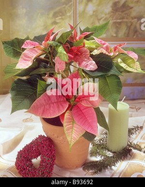 / Euphorbia pulcherrima poinsettia Banque D'Images