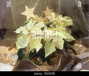 / Euphorbia pulcherrima poinsettia Banque D'Images