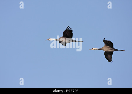 Hooded Crane Grus monachus en vol Banque D'Images