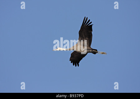 Hooded Crane Grus monachus en vol Banque D'Images