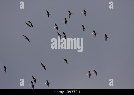 Hooded Crane Grus monachus en vol avant la migration vers le nord Banque D'Images