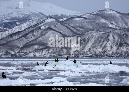 Seascape montrant beaucoup d'aigles de mer de Steller Haliaeetus pelagicus assis sur la glace de mer Banque D'Images