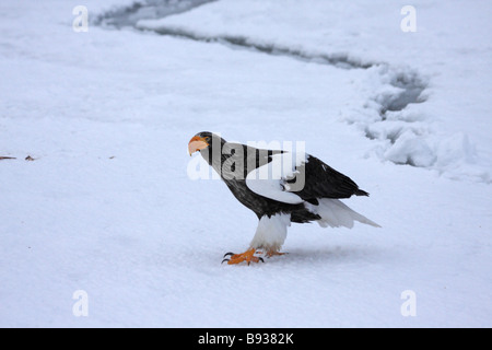 L'aigle de mer de Steller Haliaeetus pelagicus des profils sur la glace de mer Banque D'Images