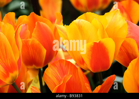 Enkele Vroege Tulipa Flair photographié à jardins de Keukenhof à Lisse, aux Pays-Bas Banque D'Images
