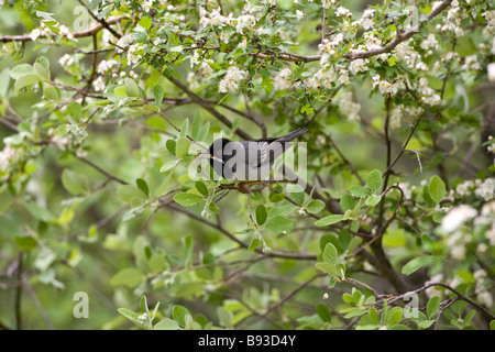 Homme Ruppells orangée en fleurs bush Banque D'Images