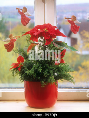 / Euphorbia pulcherrima poinsettia Banque D'Images