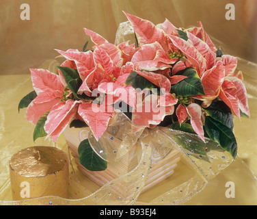Les poinsettias / Euphorbia pulcherrima Banque D'Images