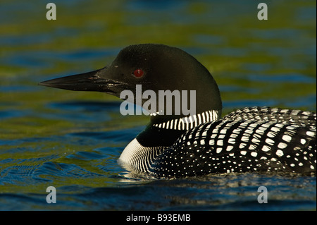 Plongeon huard Portrait adultes avec de l'eau fond bleu et vert Banque D'Images