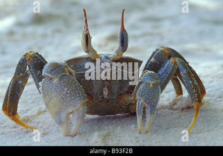 Portrait d'un crabe fantôme Ocypode ceratophthalma. Banque D'Images