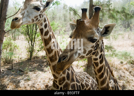 Girafe au Parc Haller à Mombasa au Kenya Banque D'Images