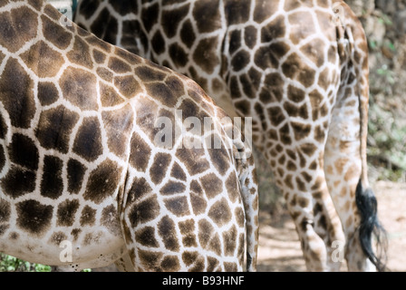 Girafe au Parc Haller à Mombasa au Kenya Banque D'Images