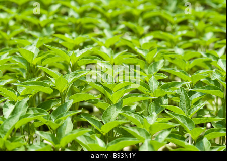 Les plants de poivron (Capsicum annuum) croissant dans une pépinière. , Pongola Kwazulu Natal, Afrique du Sud Banque D'Images