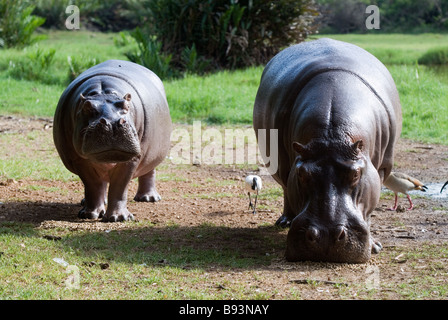 Hippopotamus à Haller Park à Mombasa au Kenya Banque D'Images