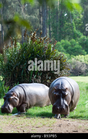 Hippopotamus à Haller Park à Mombasa au Kenya Banque D'Images