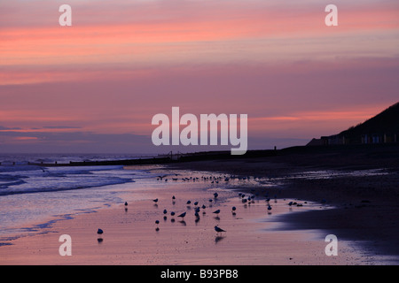 'Accroissement de la sunrise' goélands sur la plage à l'aube comme les nuages reflets de lumière dans un pré-dawn pink Afficher. North Norfolk, Angleterre. Banque D'Images
