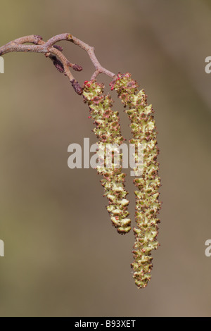 Les Chatons de l'Aulne - Alnus glutinosa Banque D'Images