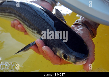Les plaines côtières d'Israël Kibboutz Maagan Michaël Michael Homme tenant un grand mulet Mugil cephalus flathead à partir de l'école d'élevage Banque D'Images