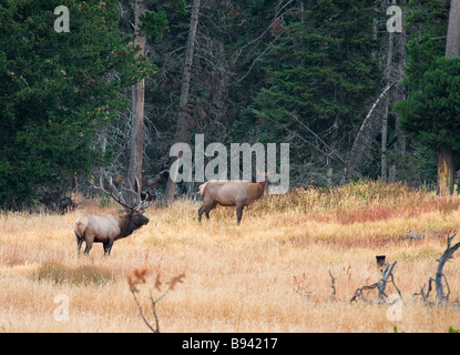 Les mâles et femelles dans les prés à Yellowstone National Park, Wyoming, USA Banque D'Images