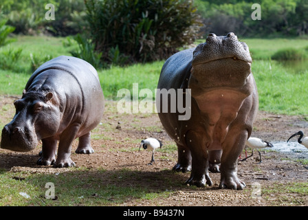 Hippopotamus à Haller Park à Mombasa au Kenya Banque D'Images