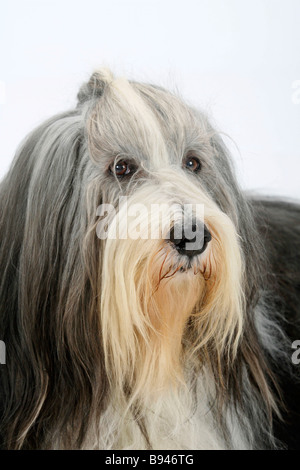 Bearded Collie 11 ans Banque D'Images