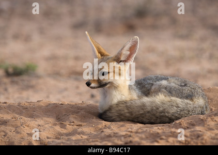 Cape Fox Vulpes chama Kgalagadi Transfrontier Park Northern Cape Afrique du Sud Banque D'Images