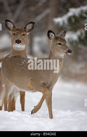 Le cerf de Virginie (Odocoileus virginianus) New York ne - Debout dans la neige Banque D'Images