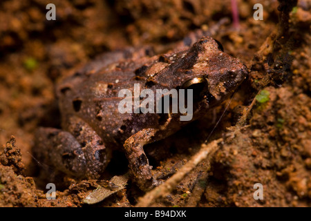 La pluie commun (Eleutherodactylus fitzingeri) dans la forêt tropicale de la péninsule d'Osa du Costa Rica. Banque D'Images