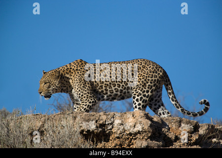 Panthera pardus léopard mâle Kgalagadi Transfrontier Park Northern Cape Afrique du Sud Banque D'Images