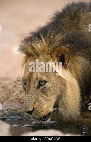 Lion Panthera leo boire Parc transfrontalier de Kgalagadi en Afrique du Sud Banque D'Images