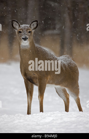 Le cerf de Virginie (Odocoileus virginianus0 New York Doe - Debout dans la neige Banque D'Images