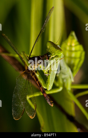 La mante religieuse mange une libellule dans la péninsule d'Osa, au Costa Rica. Banque D'Images