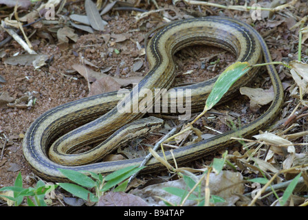 Aux grands yeux adultes Mimophis mahfalensis (serpent) enroulé sur la masse à Anjajavy, Madagascar. Banque D'Images