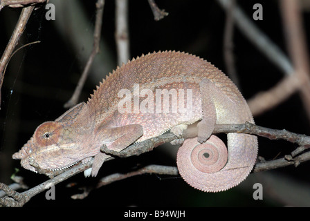 Angel's Chameleon (Furcifer angeli), un proche parent du caméléon panthère, dormir sur une branche à Anjajavy, Madagascar. Banque D'Images