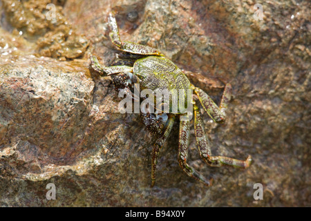 Crabe de saut sur un rocher trouvé dans la côte ouest de la Barbade plage près de 'St. Lawrence Gap' Banque D'Images