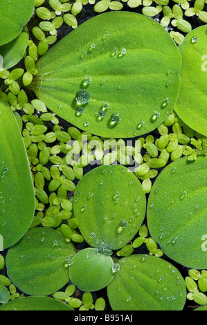 La laitue d'eau Pistia stratoites, vu de dessus . UK Banque D'Images