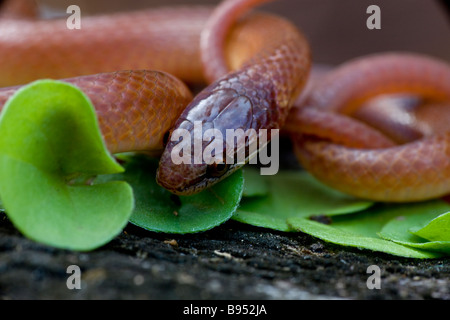 Bois de pin (serpent Rhadinaea flavilata) Louisiane - secret - serpent trouvé dans le sud-est de l'United States Banque D'Images