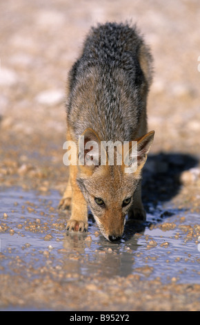 Blackbacked jackal pup Canis mesomelas Namibie Etosha National Park Banque D'Images