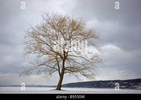 Arbre sans feuilles sur le Lac - lac gelé et recouvert de neige - New York - USA Banque D'Images