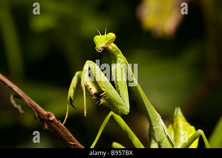 Praying mantis assis sur une branche dans la péninsule d'Osa, au Costa Rica. Banque D'Images